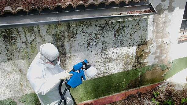 Trusted Mold Removal service in Williamstown, NJ - Cheap Mold Removal